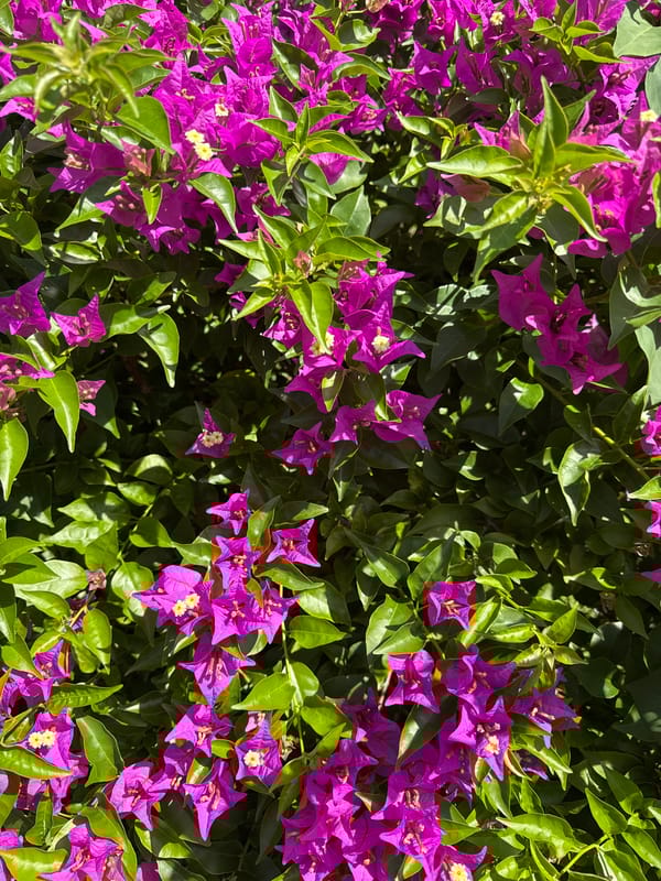 Domestic scenes and tropical flora documented in Kuta Selatan