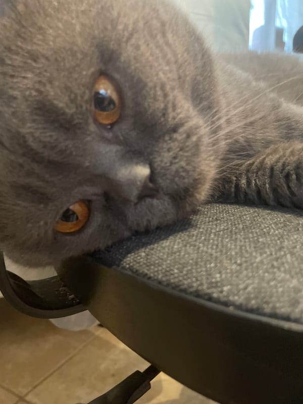Gray cat with amber eyes photographed resting on office chair