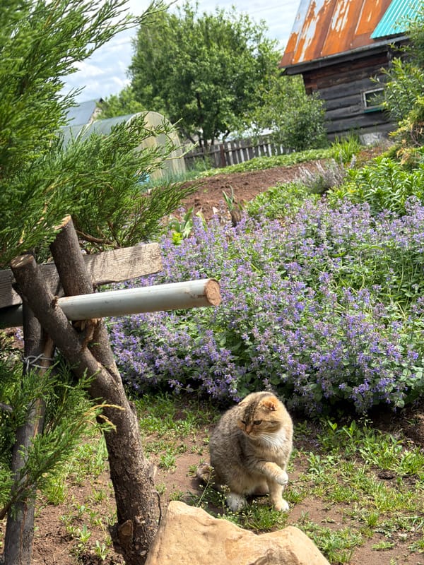Morning garden life captured in Chaikovsky, Russia residential area