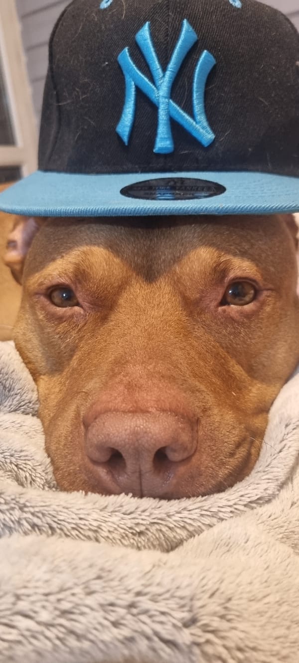 Dog photographed wearing NY cap and glasses under blanket