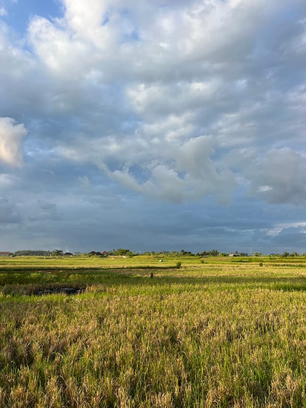 Rural life scenes captured in Abiansemal Indonesia rice fields