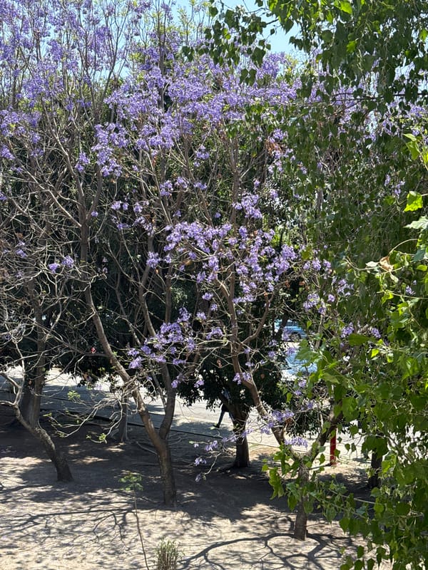Spring blooms and daily life captured in Tlaxcalancingo