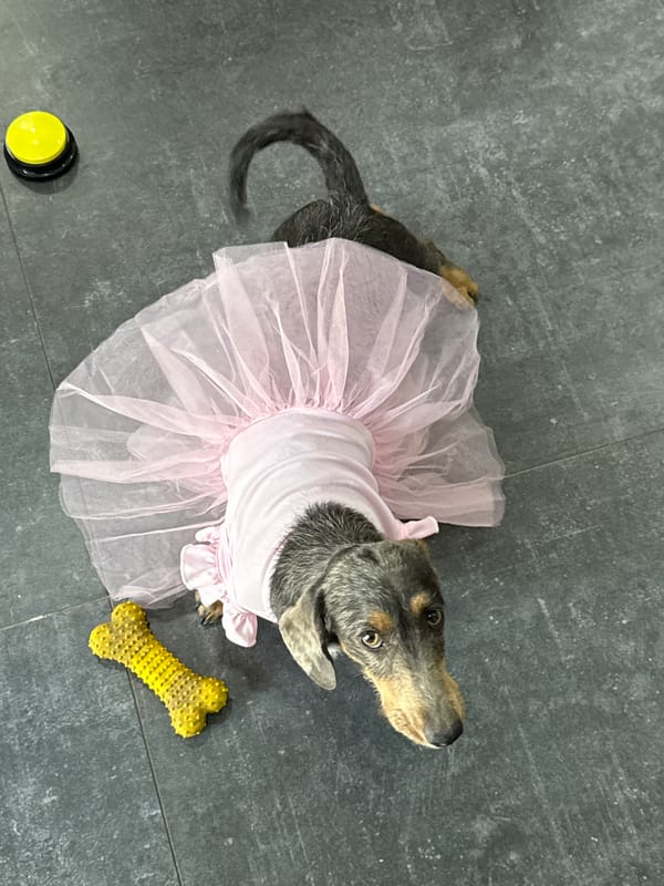 Dog in tutu, iced latte preparation captured in Zapopan