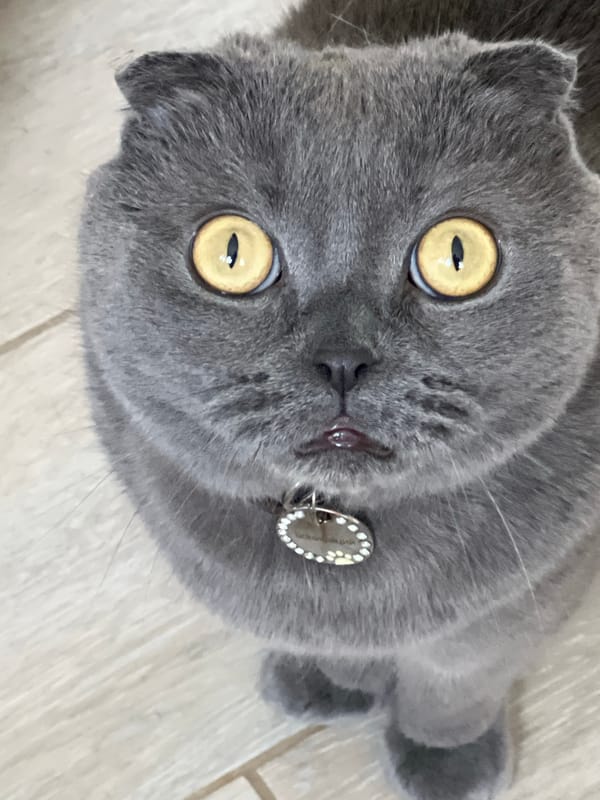 Morning cat moments captured in Riga apartment and outdoors