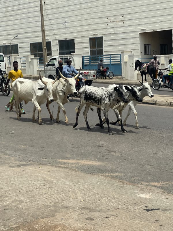 Livestock movement and commerce observed across northern Nigerian towns