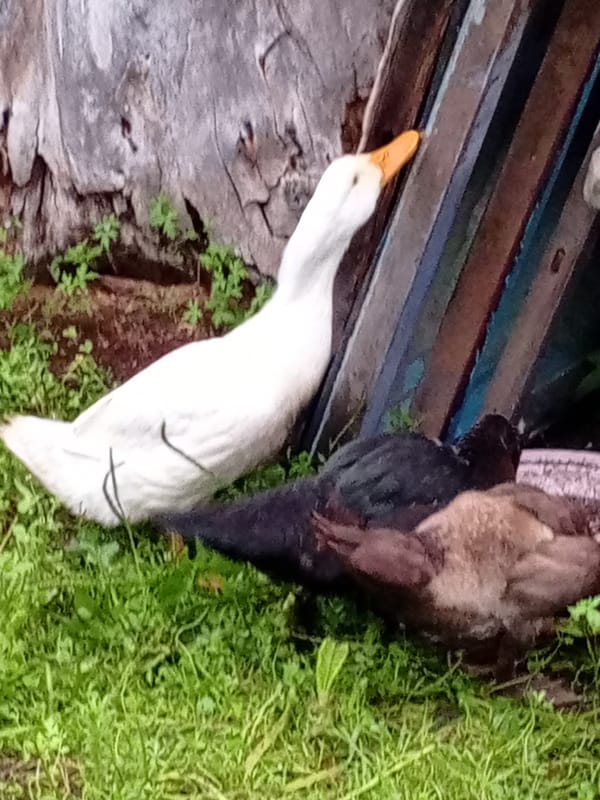 Backyard ducks and a goose in a muddy rural setting
