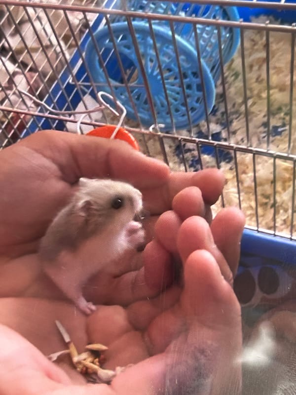 Soccer practice, hamster photos, and casual moments documented