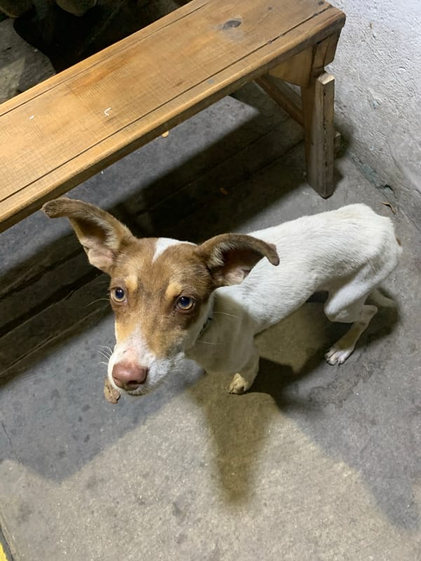 Late-night animal feeding documented in Venezuelan coastal town