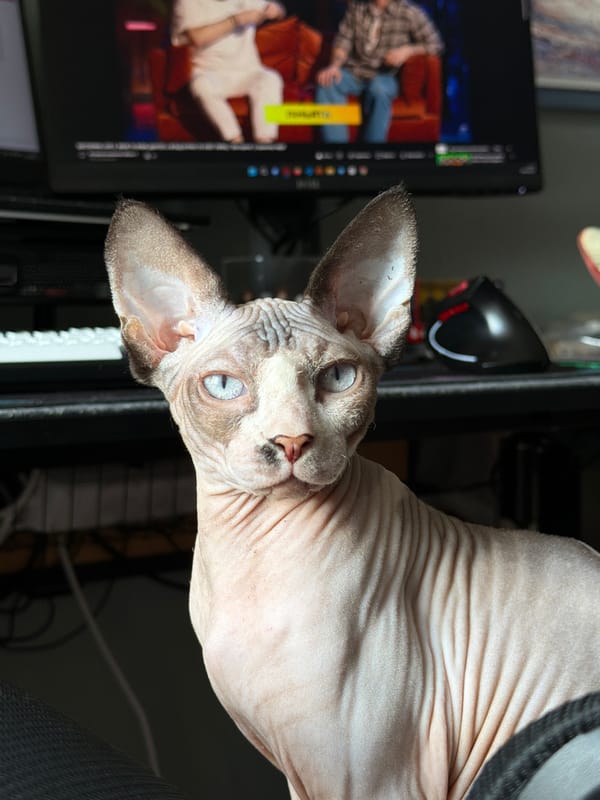 Blue-eyed Sphynx cat documented in multiple indoor locations