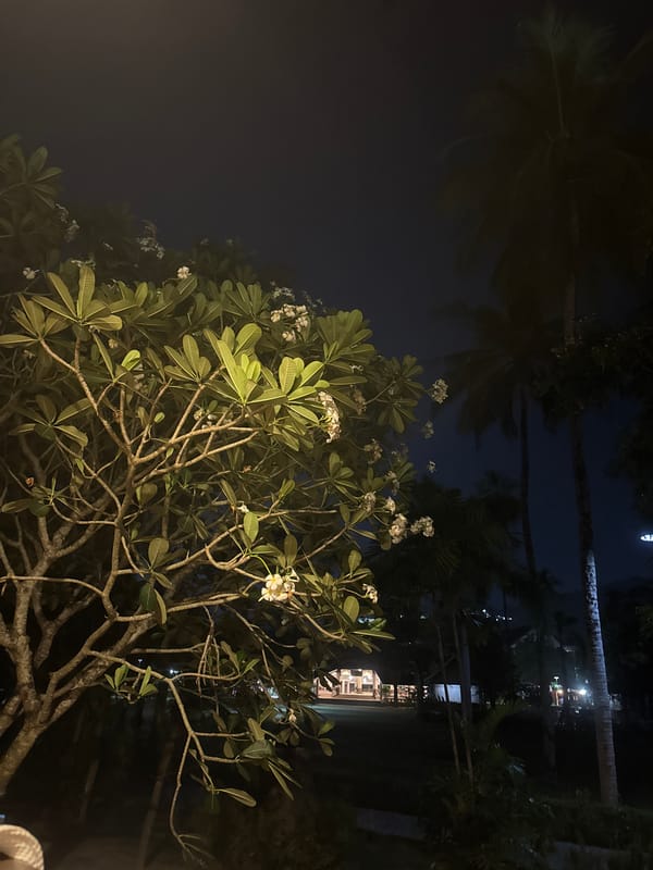 Nighttime plumeria blossoms illuminate Patong, Thailand scene