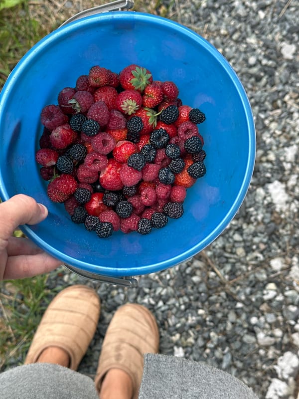 Berry picking and wildflowers on a summer morning in Kharnavy