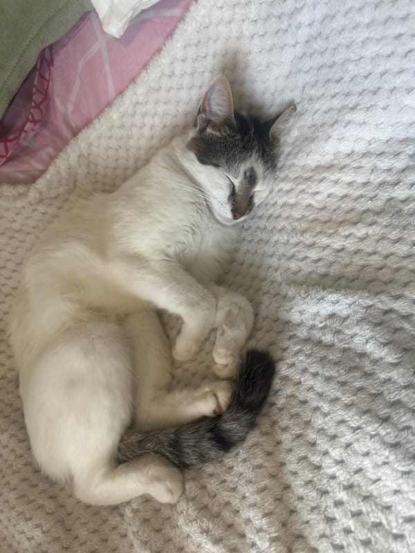 Kitten's afternoon nap documented in Konstantinovo, Bulgaria home