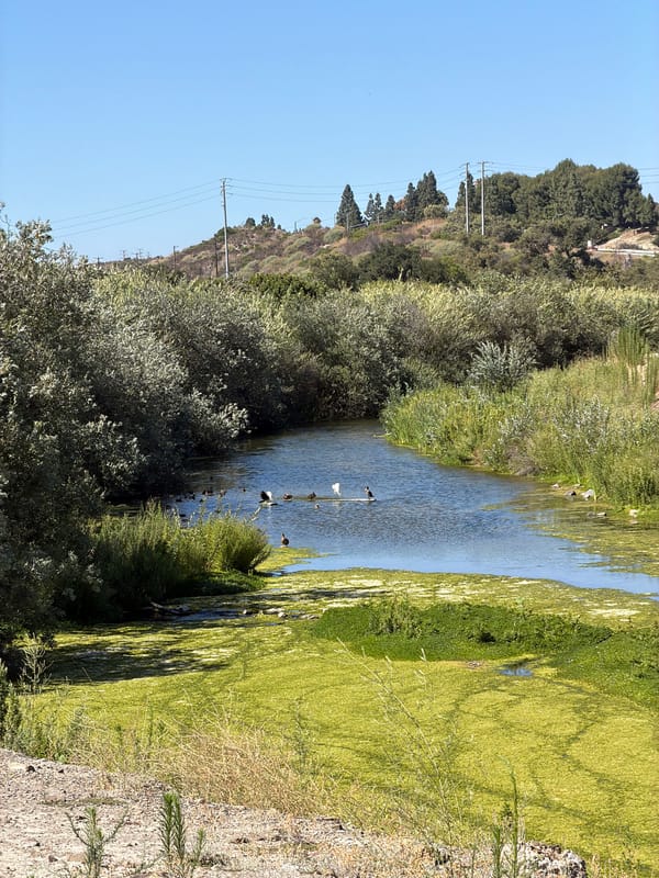 Wildlife and greenery along a quiet Southern California waterway
