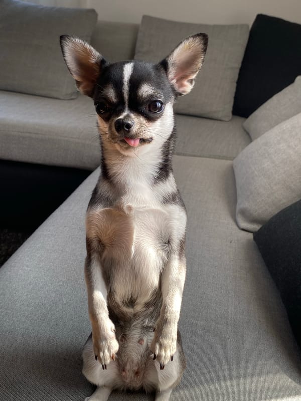 Chihuahua morning in a Kutaisi living room