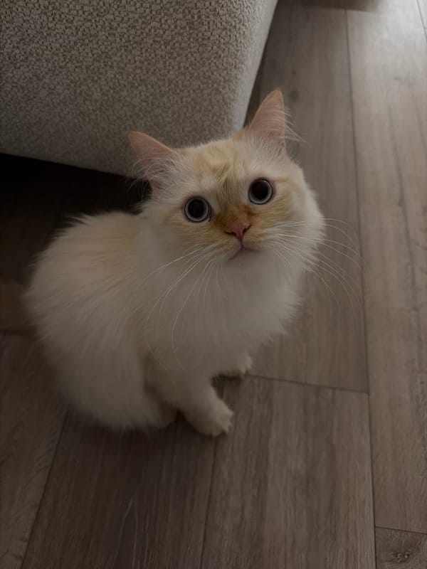 Blue-eyed cat claims the floor and electronics at home