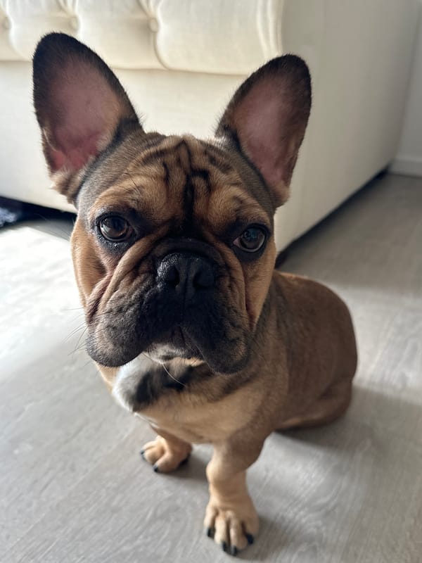 Indoor moments captured in Rotterdam: dog and mirror selfie