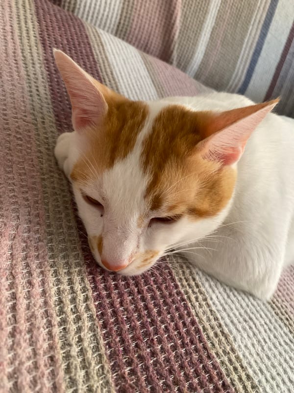 Cat and orchids photographed in peaceful Alanya home moments