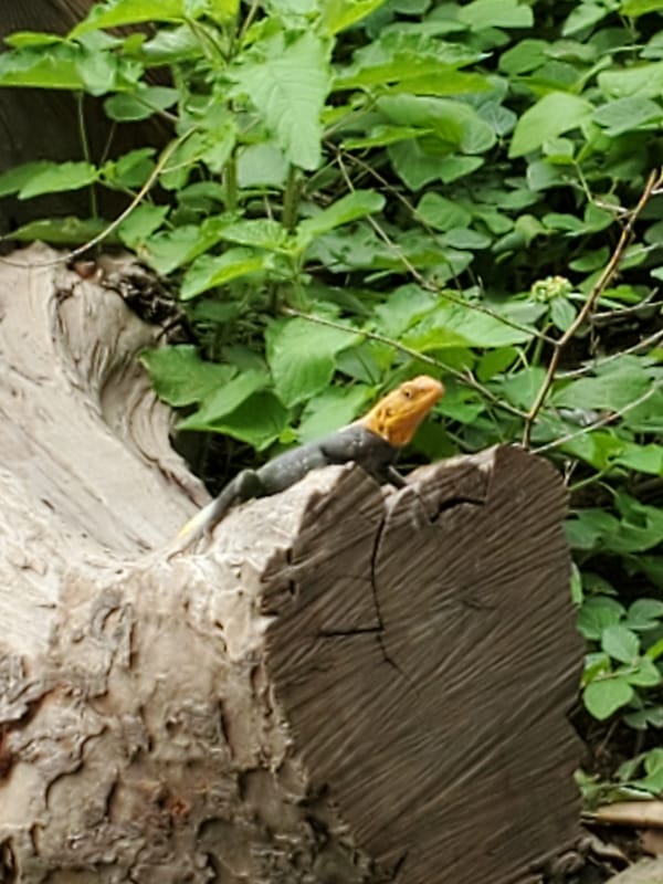 Nature Documentation Session Captures Local Wildlife in Mararaba Nigeria