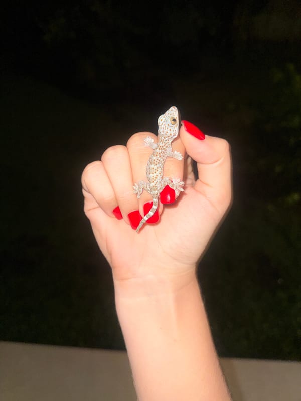 Woman with red nails gently handles spotted gecko in Indonesia