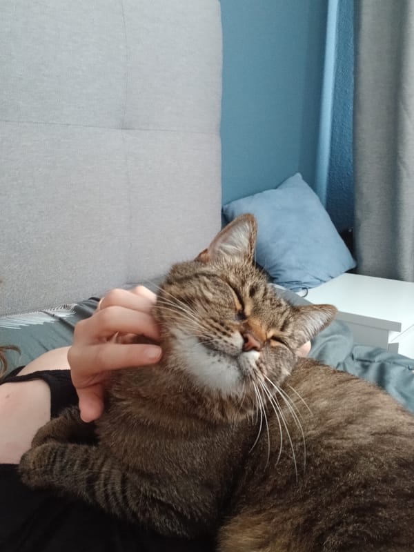 Lazy morning at home: cat, selfies, salad, and a gag gift