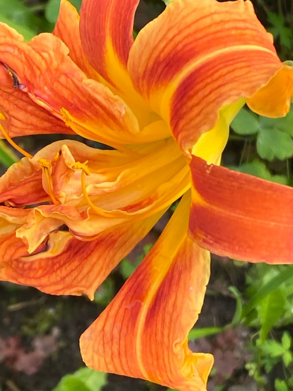 Close-up garden flowers in bloom, Novokuznetsk