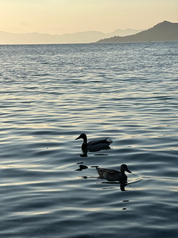 Ducks swim peacefully in Fethiye waters during golden hour
