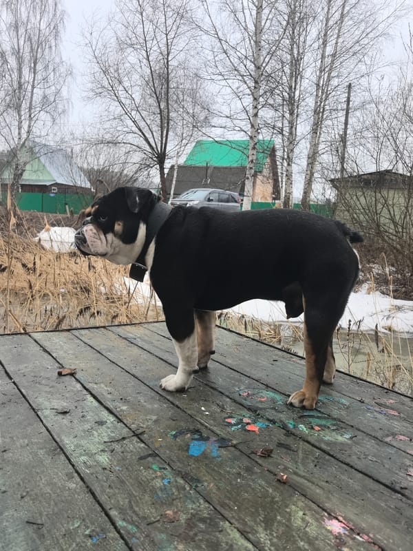 Bulldog spotted on wooden walkway in Russian wetlands