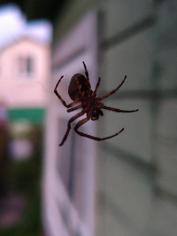 Dark spider on a web, Sluck backyard, up close