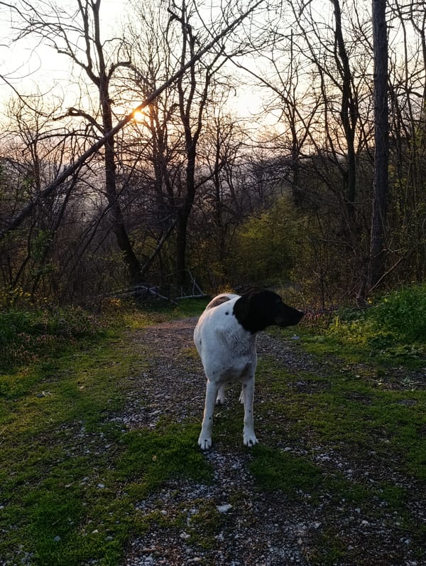 Dog spotted on wooded path near Veliko Tarnovo, Bulgaria