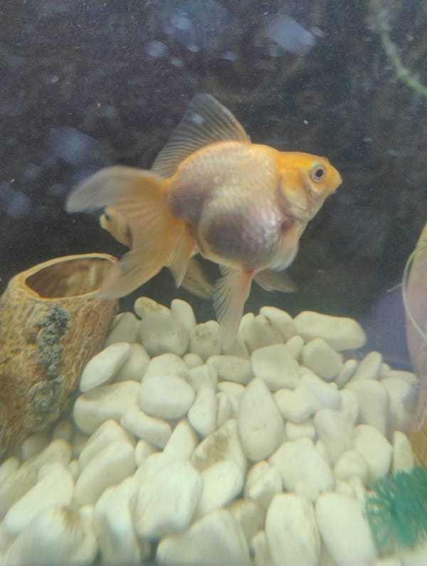 Aquarium life documented in Kropyvnytskyi during afternoon observation session