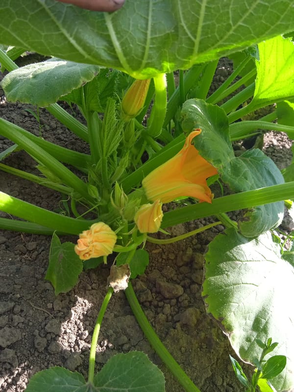 Garden life and harvest scenes in Rakove, Ukraine
