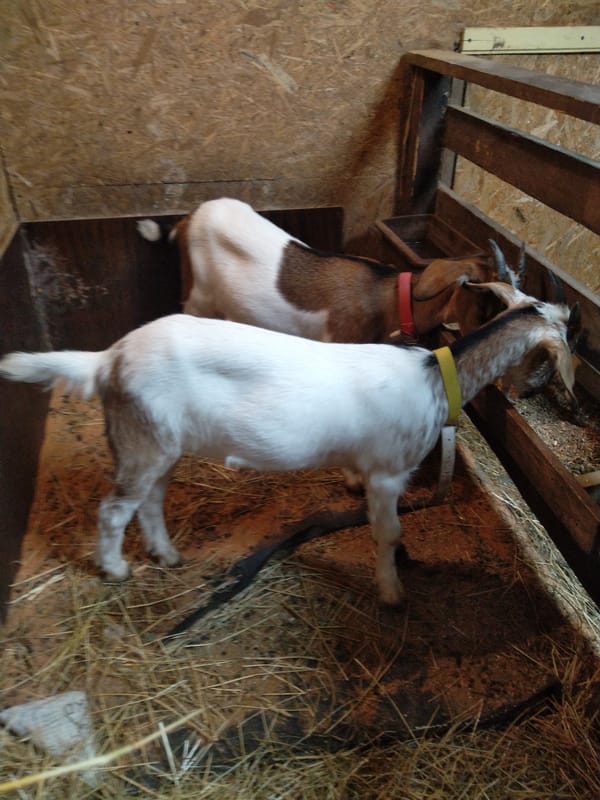 Goats in a barn, up close and in detail