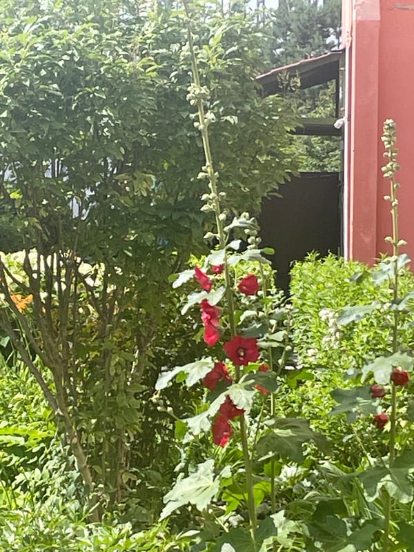 Summer garden plants and park paths in Krasnogorsk
