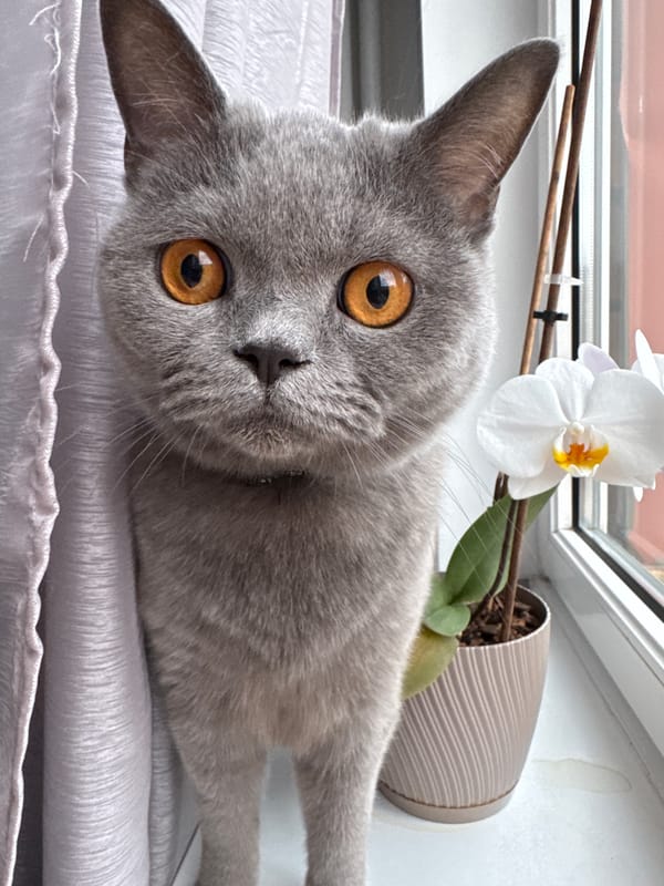 Cats on a windowsill in Zielona Góra, watching the world outside.