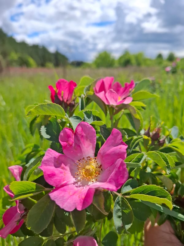 Spring wildflowers and forest paths documented in rural Russia