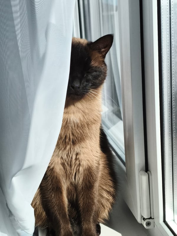 Siamese cat spotted resting on windowsill in Russian village