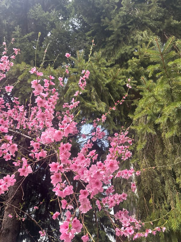 Spring blossoms photographed in Troyan, Bulgaria
