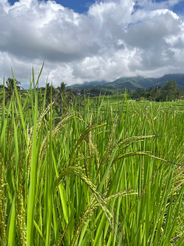Early morning scenes from Penebel rice terraces include masked figure