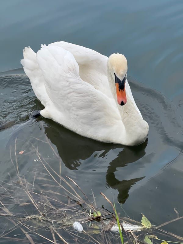 Swans observed swimming in Mendeleyevsk waterways during afternoon hours