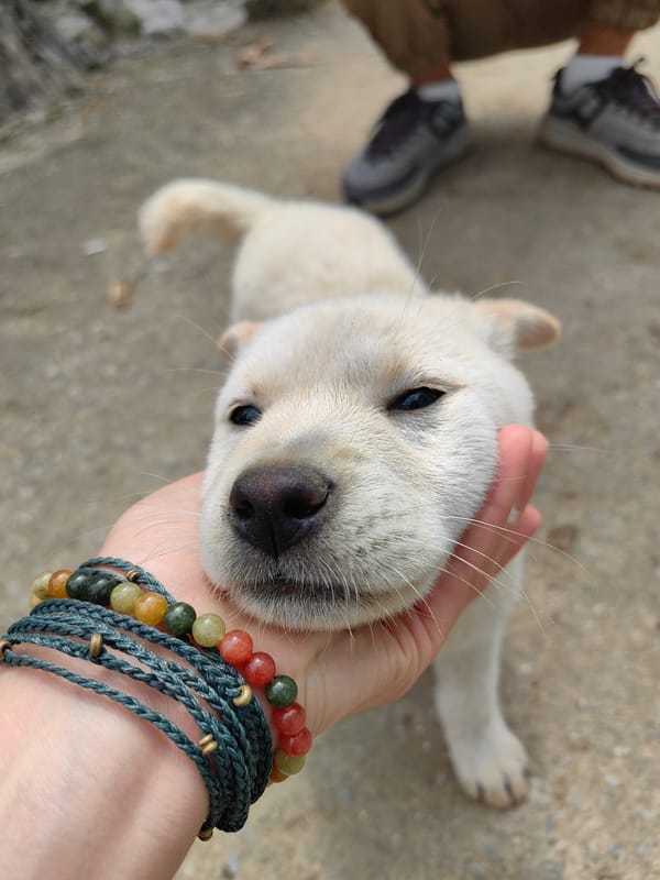 Woman plays with puppy in Vietnamese village