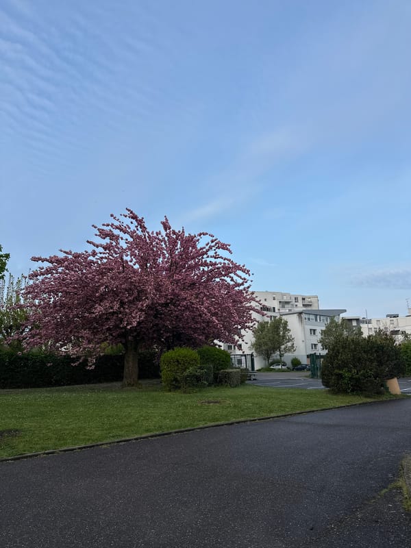 Spring morning street scene documented in Strasbourg, France