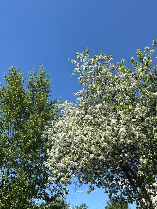 Morning observations capture flowering trees and urban graffiti