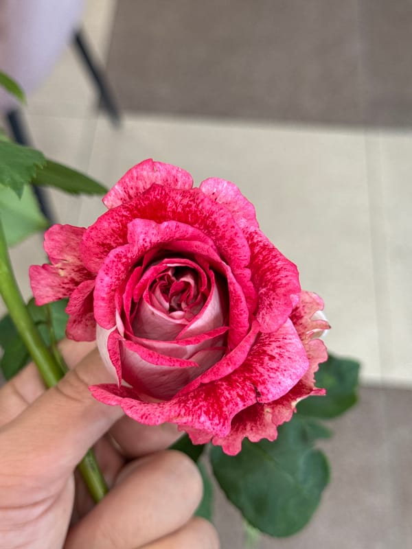 A pink rose, up close, inside a flower shop