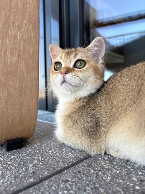 Golden cat explores a Bönnigheim balcony on a June morning