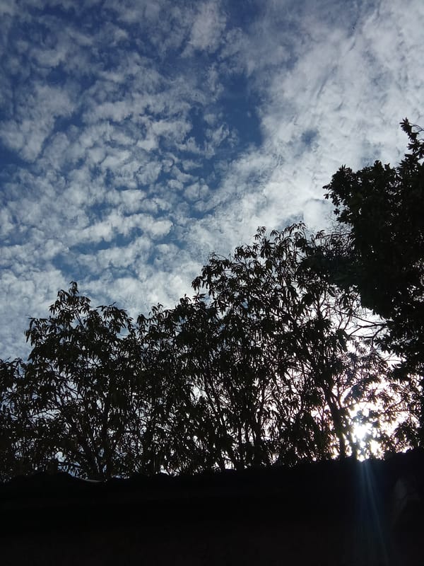 Sky watching session captured through trees in Juan Griego