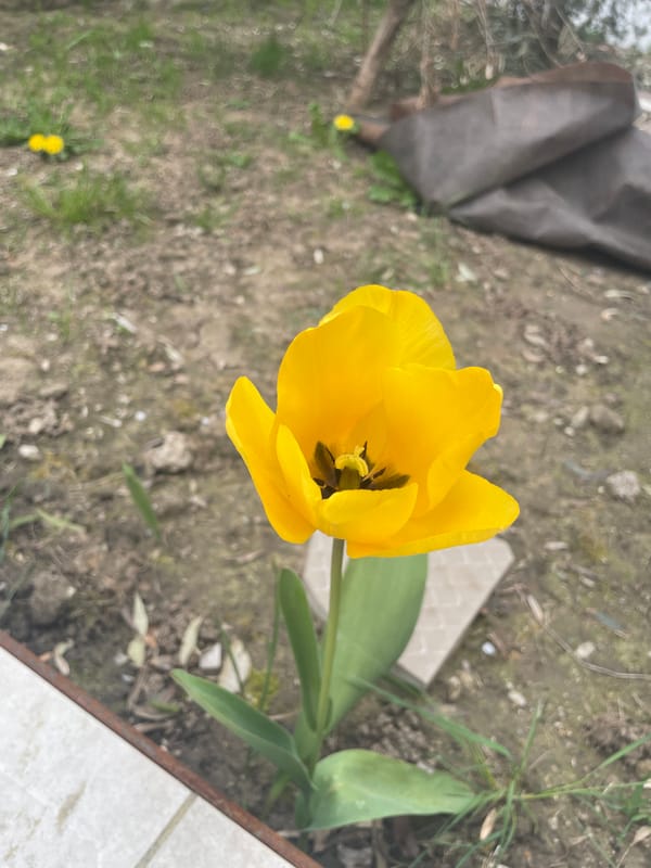 Spring flowers and household decorations captured in casual moments