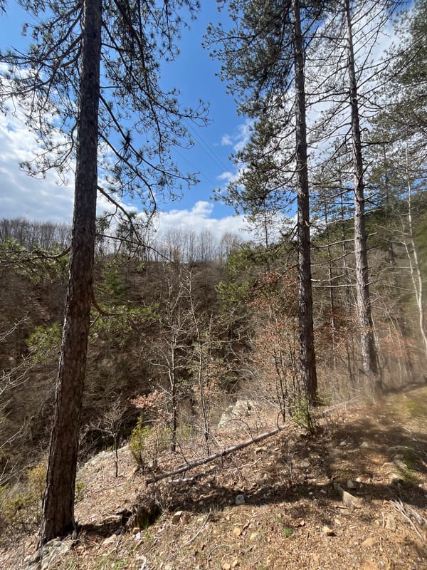 Morning forest hike documented near Srednogortsi, Bulgaria