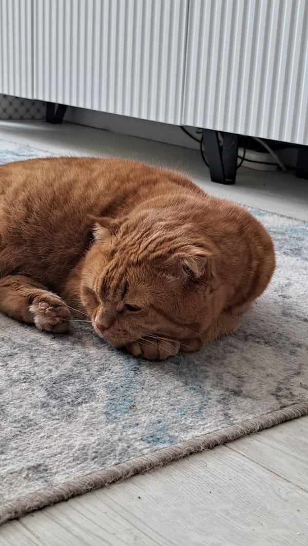 Scottish Fold cat lounging on a rug in Oryol