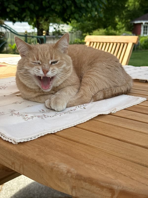 Cat yawns, garden viewed in quiet Sapronovo moment
