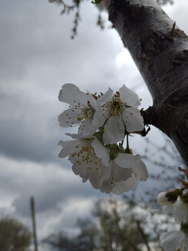 Spring blossoms captured in full bloom in Bulgaria